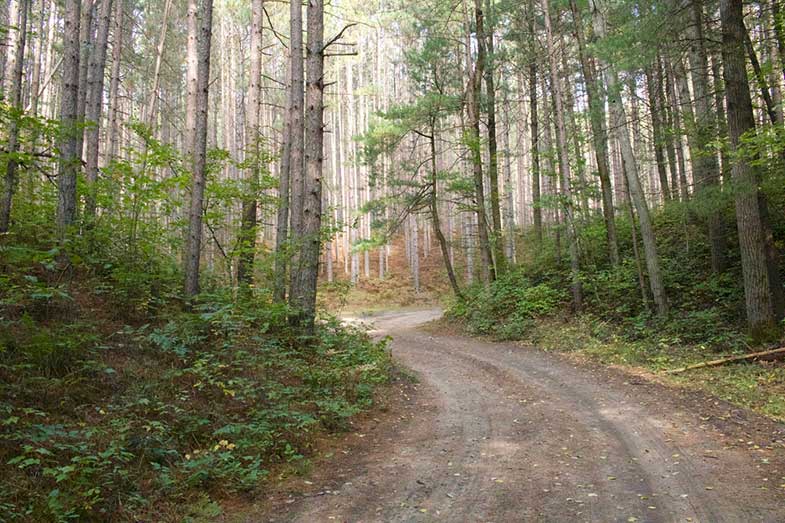 Dirt Pathway Between Trees