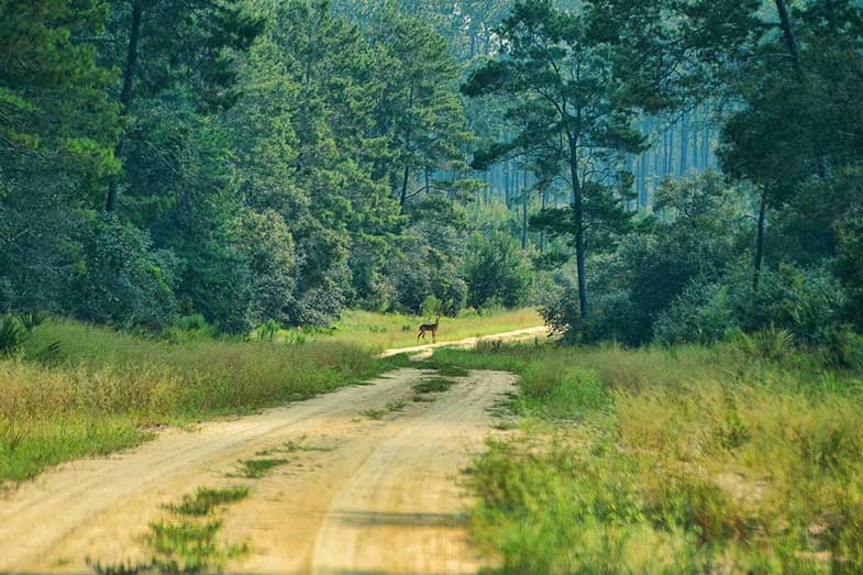 Ocala National Forest Jeep Trail