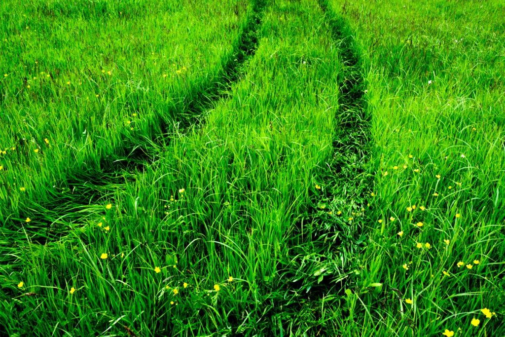 ATV Tracks in Grass